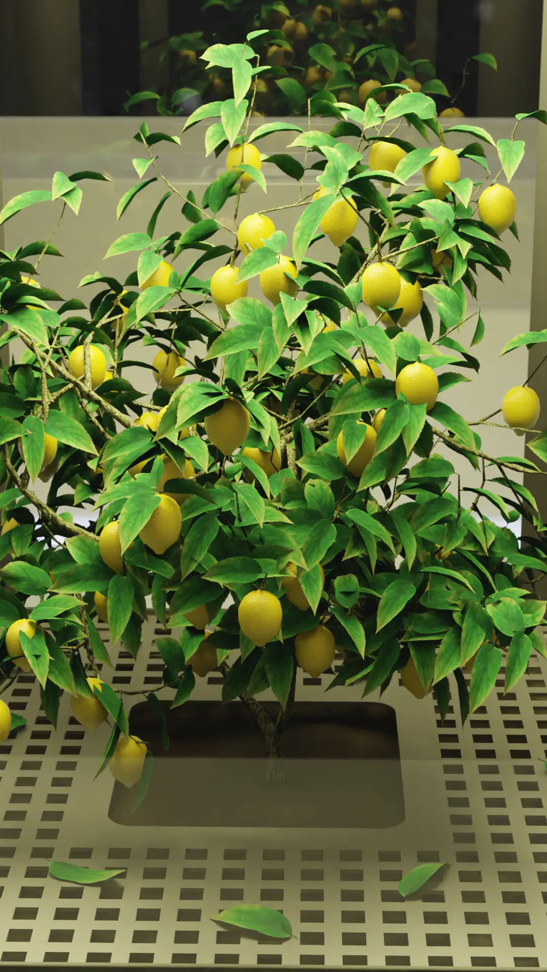 Lemon Box