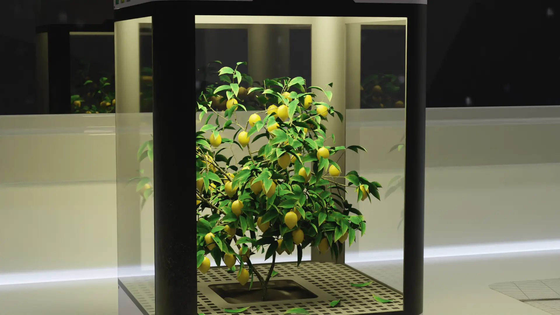 Lemon Box